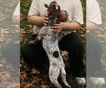 Small #1 Mutt