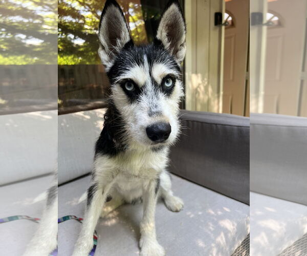 Medium Photo #2 Huskies -Unknown Mix Puppy For Sale in Bellevue, WA, USA