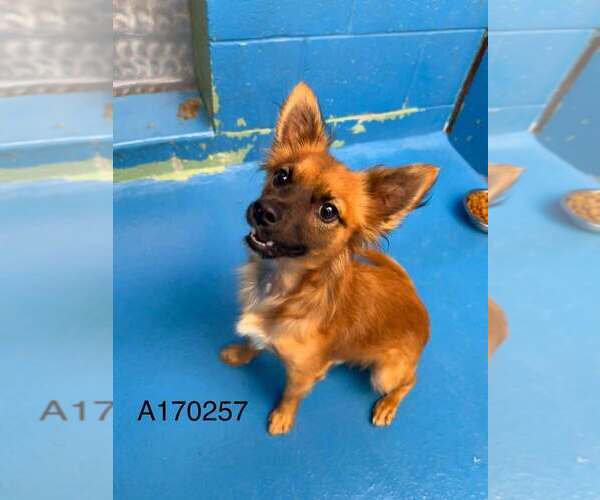 Medium Photo #1 Pomeranian-Unknown Mix Puppy For Sale in Calgary, Alberta, Canada