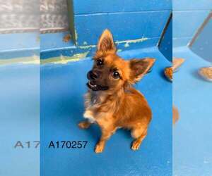 Pomeranian-Unknown Mix Dogs for adoption in Calgary, Alberta, Canada