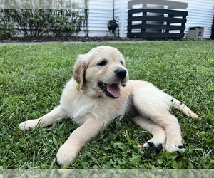 Golden Retriever Puppy for sale in BURTON, MI, USA
