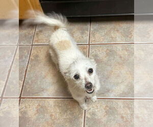 Jack Russell Terrier-Unknown Mix Dogs for adoption in Temecula, CA, USA