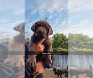 Labrador Retriever Puppy for sale in ELK GROVE, CA, USA