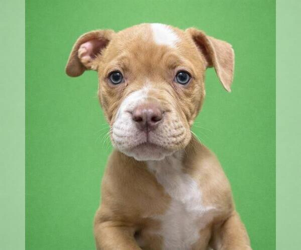 Medium Photo #2 Dogue de Bordeaux-Unknown Mix Puppy For Sale in Redlands, CA, USA