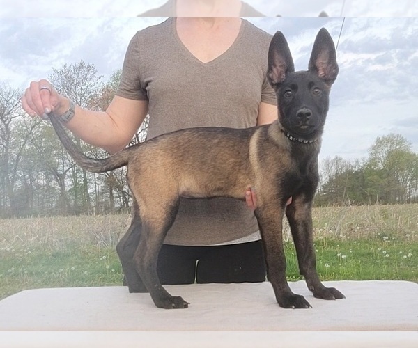 Medium Photo #9 Belgian Malinois Puppy For Sale in FLAT ROCK, IL, USA