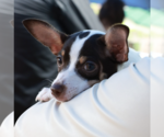 Small #9 Chihuahua Mix