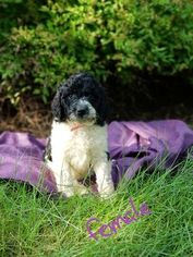 Labradoodle-Unknown Mix Puppy for sale in DYERSVILLE, IA, USA