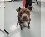 BABY GIRL - Female Mutt Dog for Adoption - Small photo