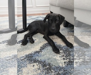 Labrador Retriever Puppy for sale in CONCORD, NC, USA