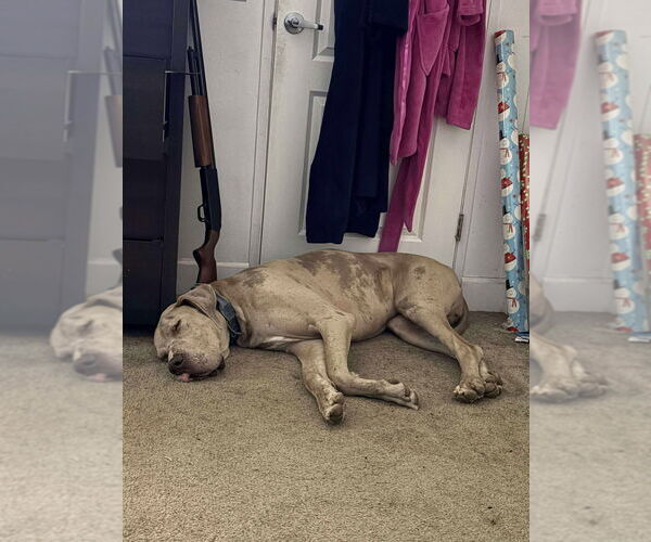 Medium Photo #2 Great Dane Puppy For Sale in Bullard, TX, USA