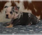 Small #4 English Bulldog