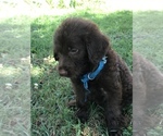 Small Photo #8 Labradoodle Puppy For Sale in BOWLING GREEN, KY, USA