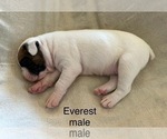 Puppy Everest Boxer