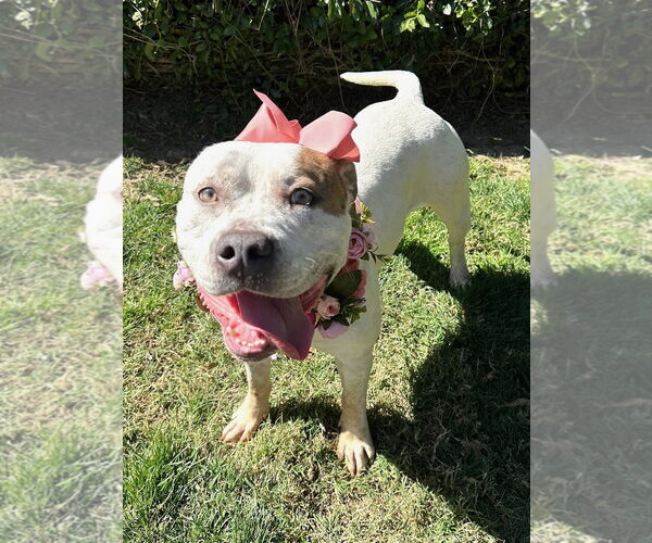 Medium Photo #7 American Bulldog-Unknown Mix Puppy For Sale in Redlands, CA, USA