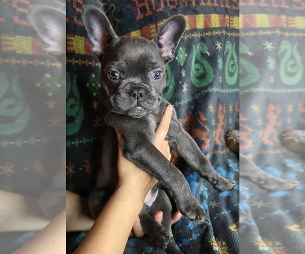 Medium Photo #6 French Bulldog Puppy For Sale in GRAND FORKS, ND, USA