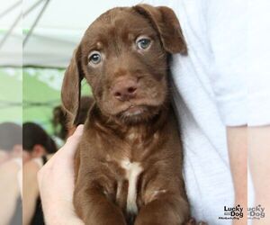 Labrador Retriever-Unknown Mix Dogs for adoption in Washington, DC, USA