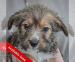 Small Mutt