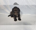 Small Photo #38 Bernedoodle (Miniature) Puppy For Sale in PEYTON, CO, USA