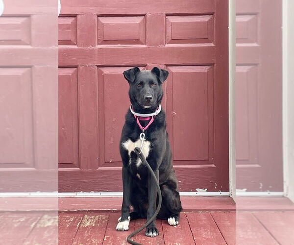 Medium Photo #19 German Shepherd Dog-Unknown Mix Puppy For Sale in Gloversville, NY, USA