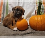 Puppy 7 Bullmastiff-Saint Bernard Mix