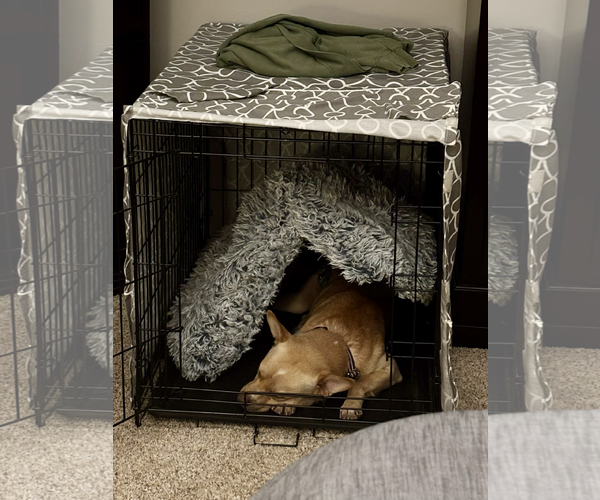 Medium Photo #6 Shiba Inu-Unknown Mix Puppy For Sale in Brooklyn Center, MN, USA