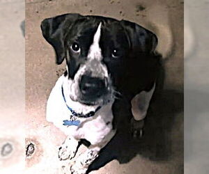 Labrador Retriever-Unknown Mix Dogs for adoption in Plainfield, IL, USA