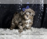 Small #5 Morkie