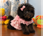 Yorkipoo puppie - Male Yorkipoo Puppy for Sale - Photo #6