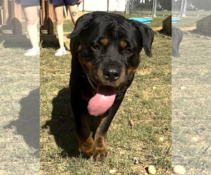 Rottweiler-Unknown Mix Dogs for adoption in Wetumpka, AL, USA