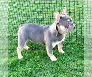 Father of the French Bulldog puppies born on 10/18/2021