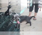 Small #1 Poodle (Miniature) Mix