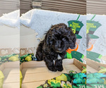 Small Photo #19 Bernedoodle (Miniature) Puppy For Sale in SPARTA, MO, USA