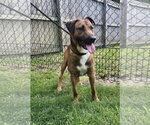 Small #10 Mutt
