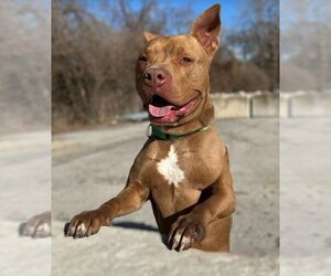 American Pit Bull Terrier-Unknown Mix Dogs for adoption in St. Ann, MO, USA