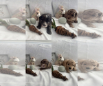 Image preview for Ad Listing. Nickname: Litter of 4