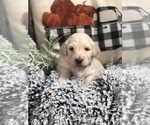 Small Photo #3 Goldendoodle Puppy For Sale in MARQUAND, MO, USA