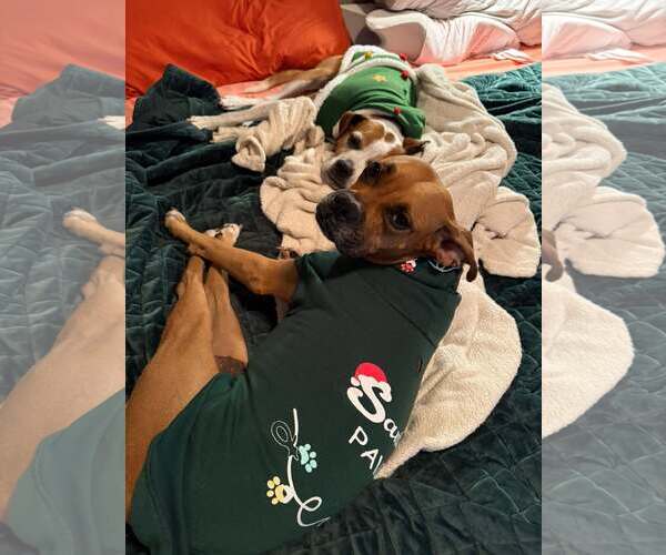 Medium Photo #4 Boxer Puppy For Sale in Burnsville, MN, USA