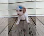 Small #24 Goldendoodle (Miniature)