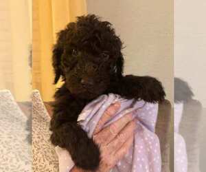 Goldendoodle Puppy for sale in PAHRUMP, NV, USA