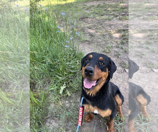 Medium Photo #4 Rottweiler-Unknown Mix Puppy For Sale in Las Vegas, NM, USA