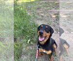 Small #3 Rottweiler Mix