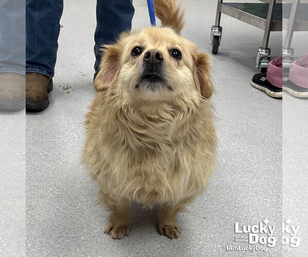 Medium Photo #3 Pomeranian-Welsh Corgi Mix Puppy For Sale in Washington, DC, USA