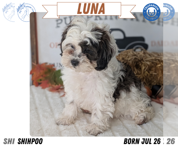 Medium Photo #37 ShihPoo Puppy For Sale in GOSHEN, IN, USA