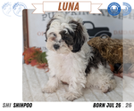 Small Photo #37 ShihPoo Puppy For Sale in GOSHEN, IN, USA