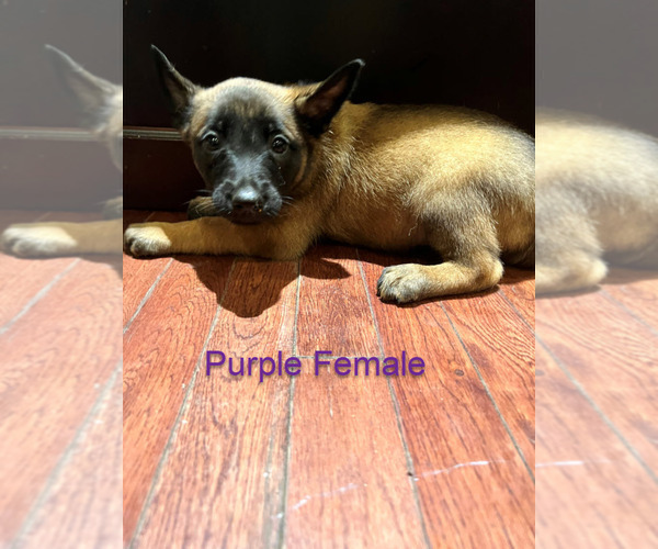 Medium Photo #4 Belgian Malinois Puppy For Sale in HOUSTON, TX, USA