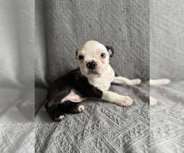Medium Photo #4 Boston Terrier Puppy For Sale in BRIDGEWATER, NJ, USA