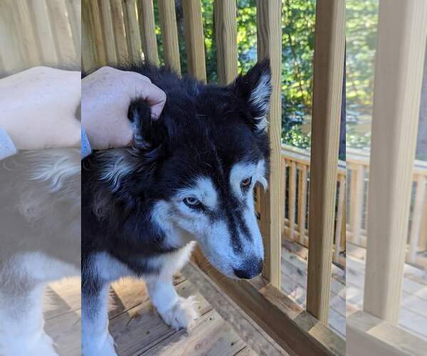Medium Photo #4 Siberian Husky-Unknown Mix Puppy For Sale in Holly Springs, NC, USA