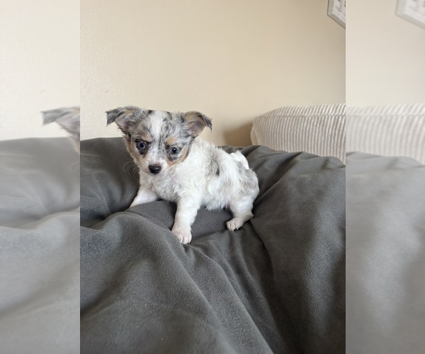 Medium Photo #6 Chihuahua Puppy For Sale in MARCUS, IA, USA