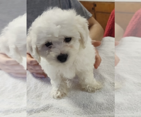 Medium Photo #1 Bichon Frise Puppy For Sale in QUILCENE, WA, USA