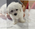 Puppy Puppy 1 Bichon Frise